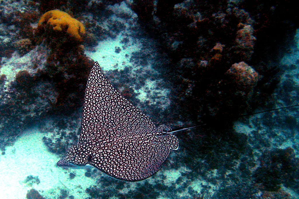 Eagle Rays - Identification Guide