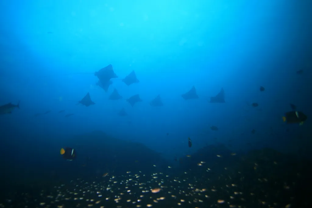 Eagle Rays - Top 10 Fun Facts about Eagle Rays
