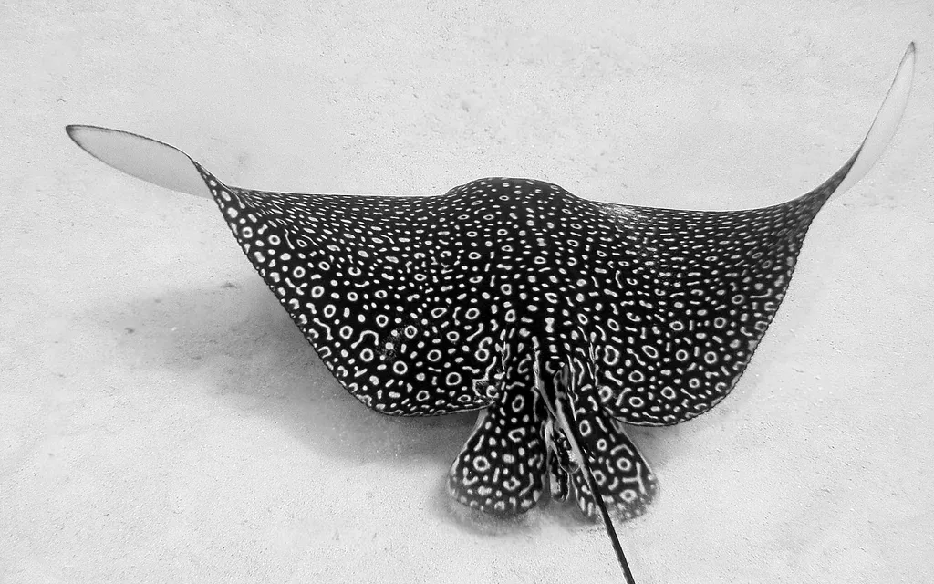 Eagle Rays - Diving & Observation Notes