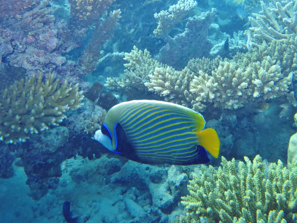 Emperor Angelfish - Identification Guide