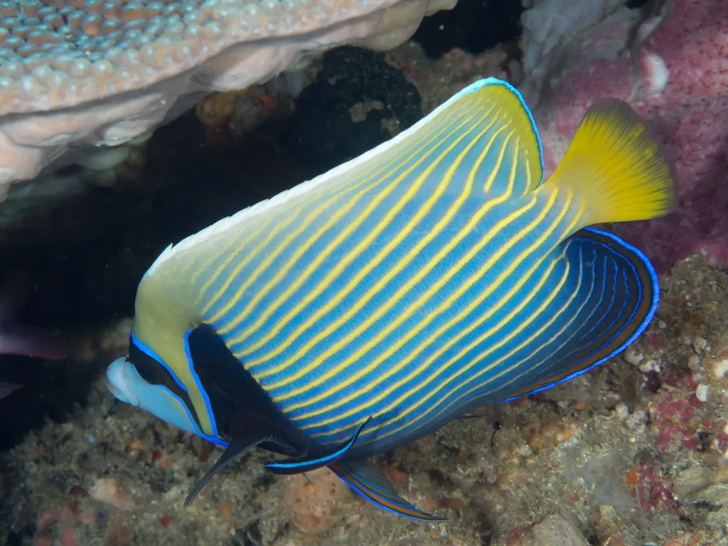 Emperor Angelfish - Top 10 Fun Facts about Emperor Angelfish