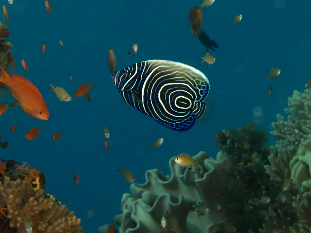 Emperor Angelfish - Diving & Observation Notes