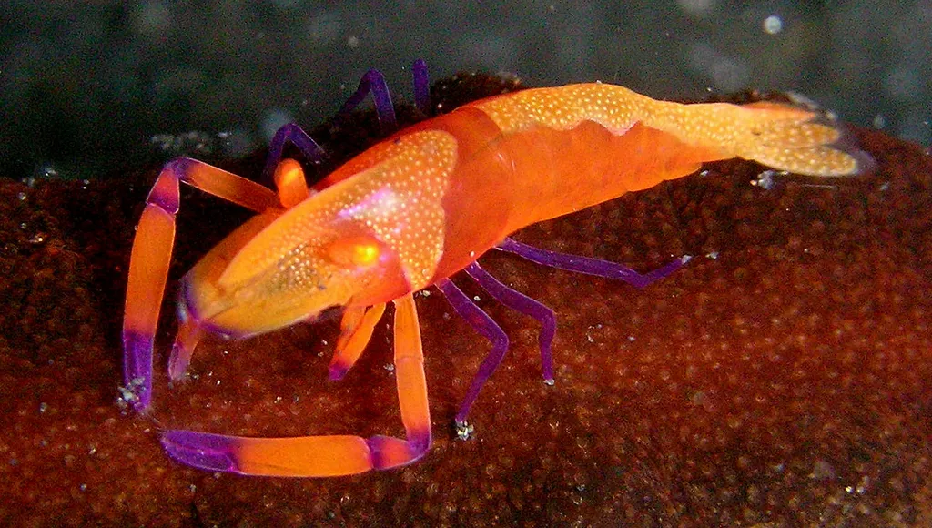 Emperor Shrimp - Identification Guide