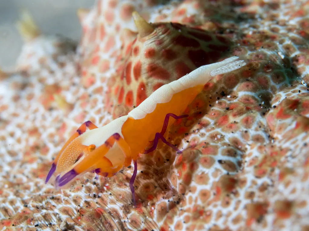 Emperor Shrimp - Top 10 Fun Facts about Emperor Shrimp