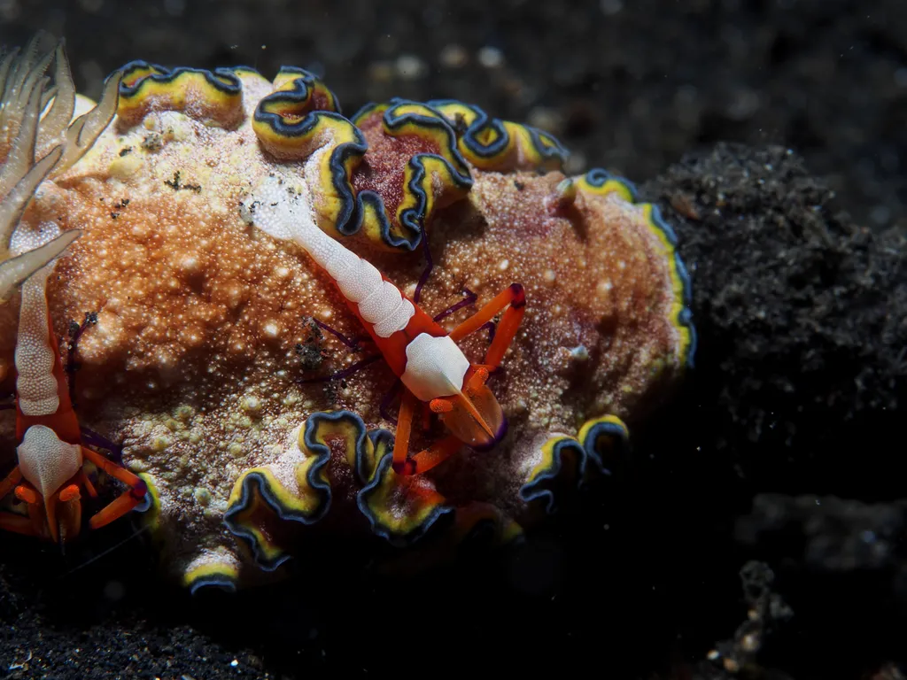 Emperor Shrimp - Diving & Observation Notes