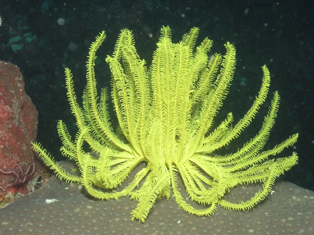 Feather Star