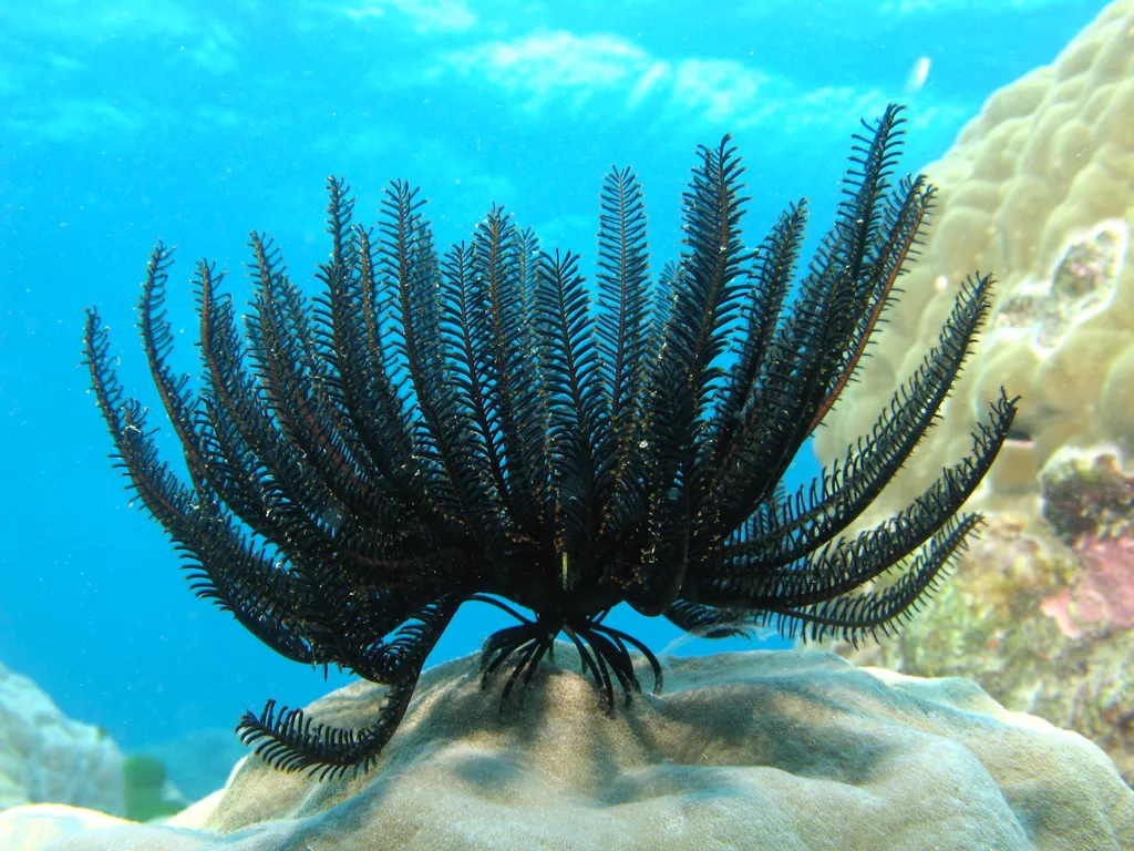 Feather Star - Identification Guide