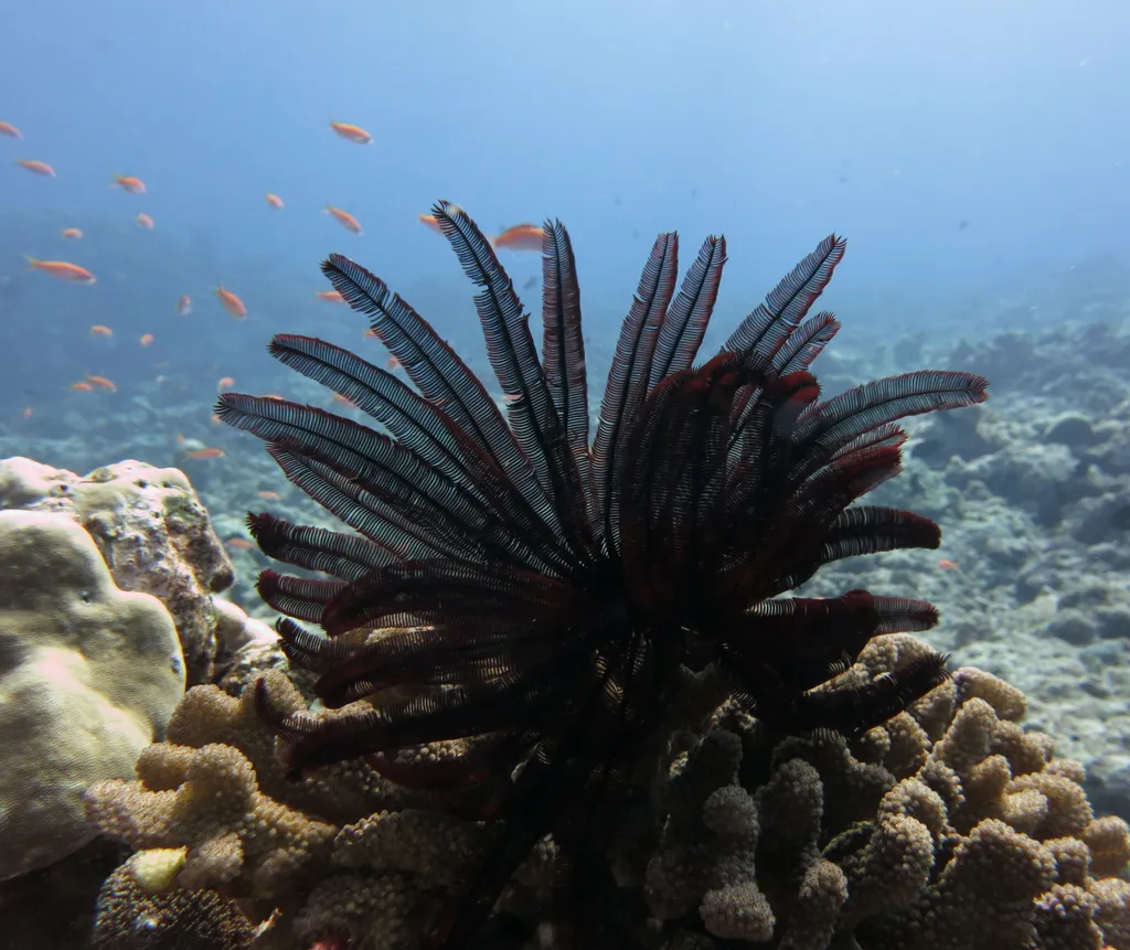 Feather Star - Top 10 Fun Facts about Feather Star