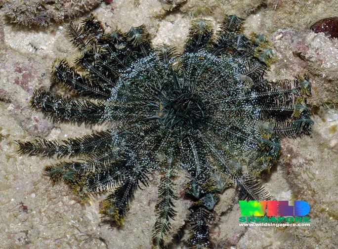 Feather Star - Diving & Observation Notes