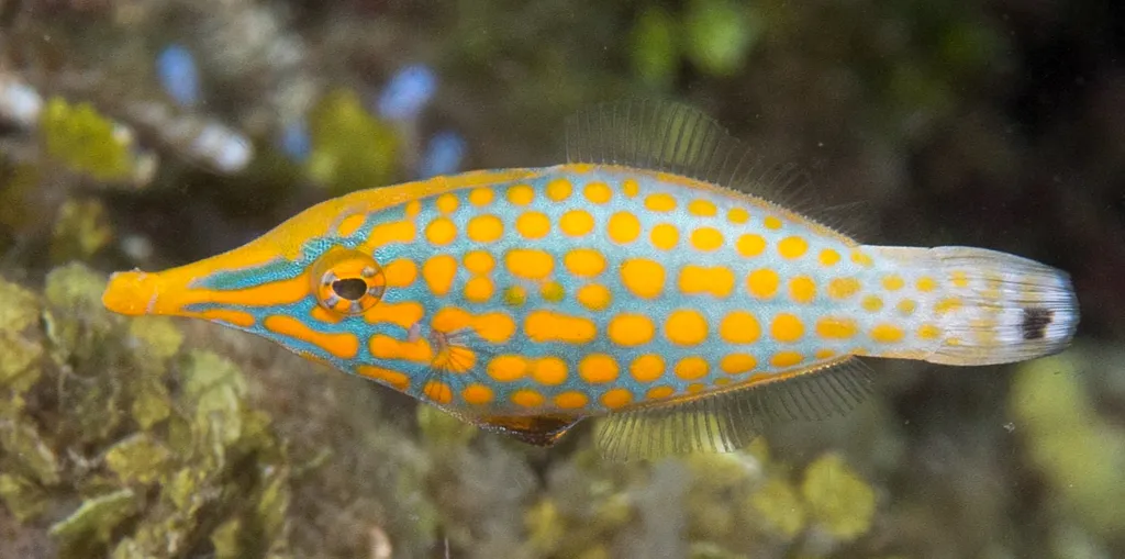 Filefish - Top 10 Fun Facts about Filefish