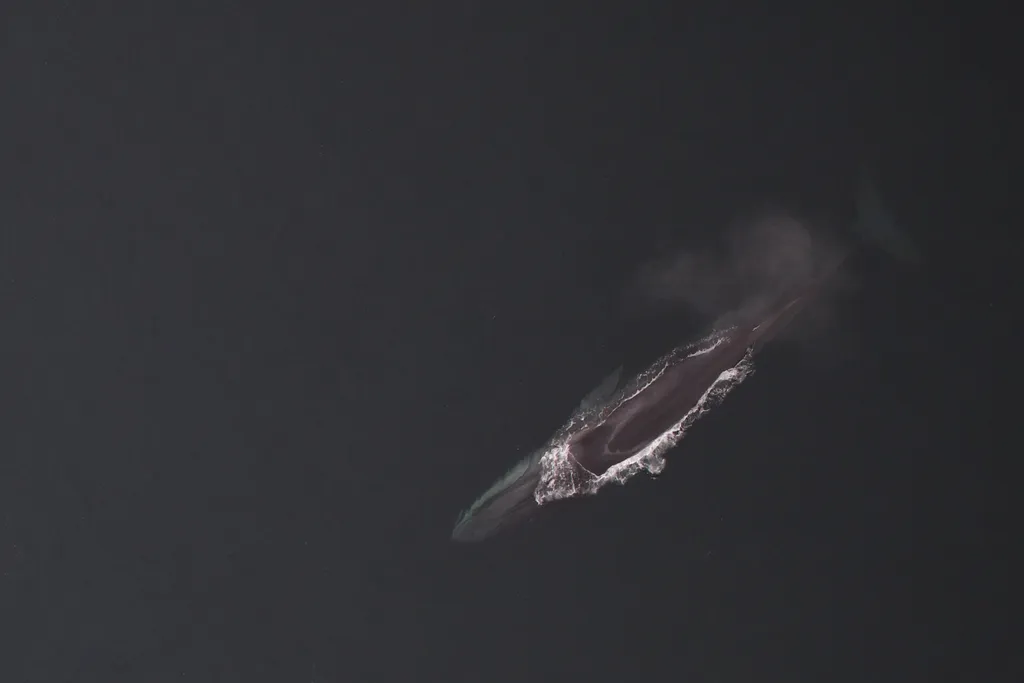 Fin Whale