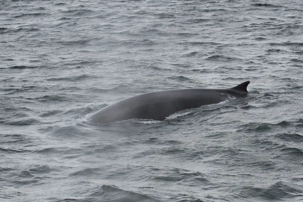Fin Whale - Identification Guide