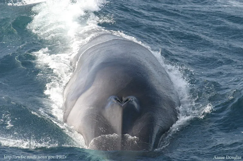 Fin Whale - Top 10 Fun Facts about Fin Whale