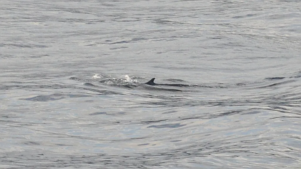Fin Whale - Diving & Observation Notes