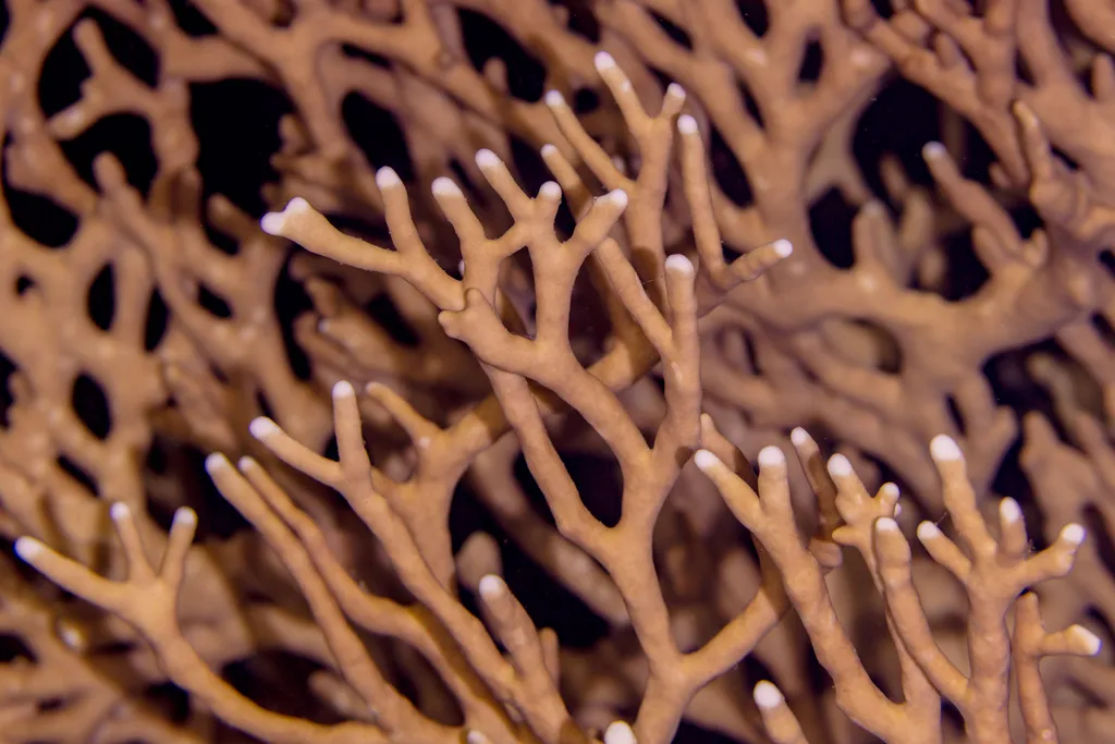 Fire Coral(wire coral) - Identification Guide