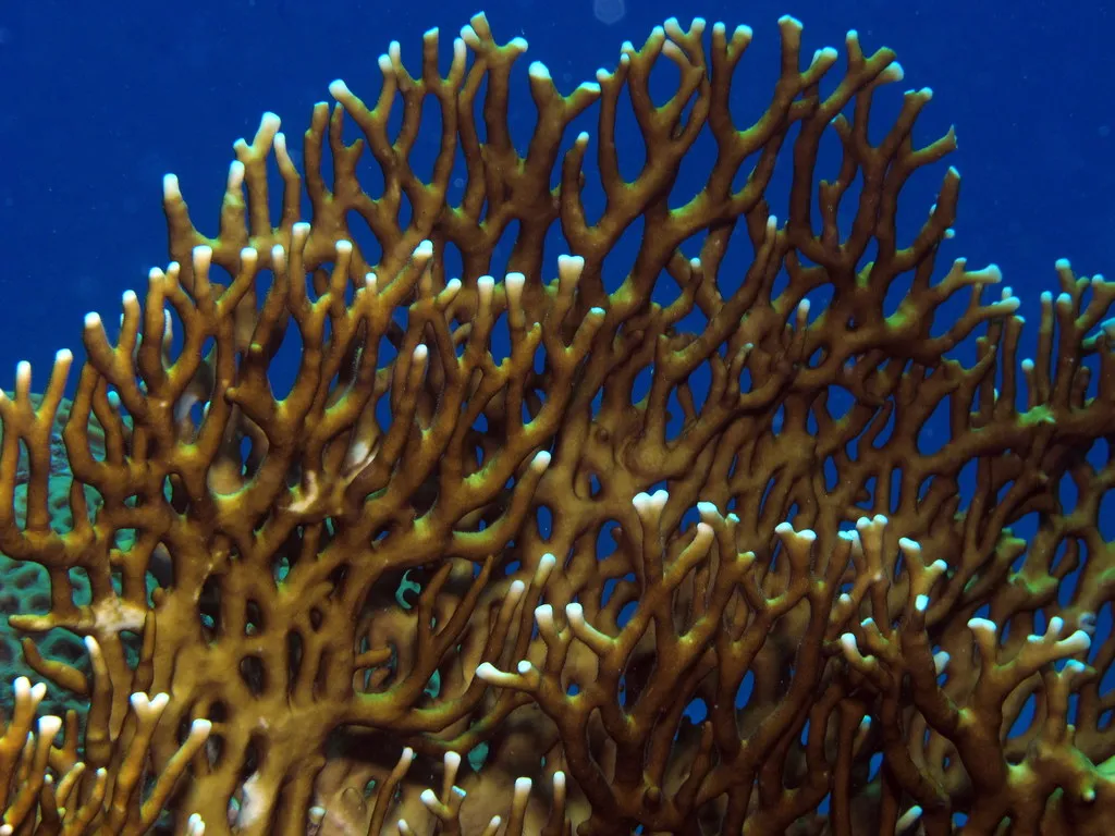 Fire Coral(wire coral) - Top 10 Fun Facts about Fire Coral(wire coral)