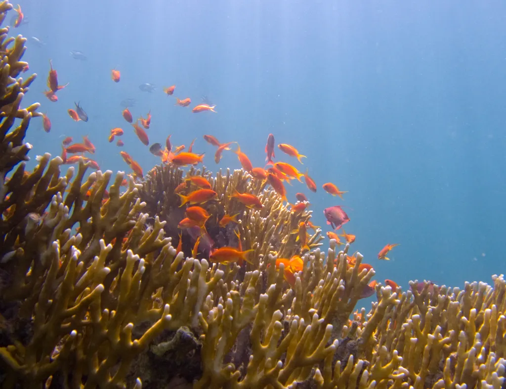 Fire Coral(wire coral) - Diving & Observation Notes