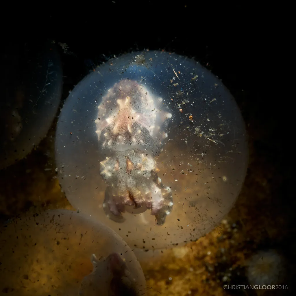 Flamboyant Cuttlefish - Identification Guide