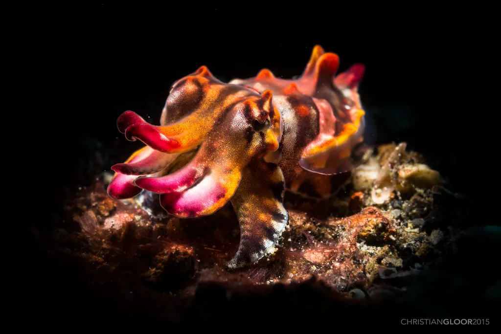 Flamboyant Cuttlefish - Top 10 Fun Facts about Flamboyant Cuttlefish