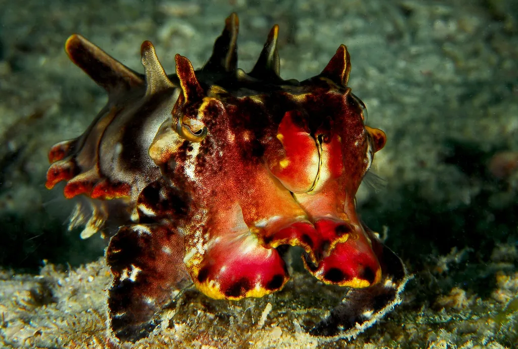 Flamboyant Cuttlefish - Diving & Observation Notes