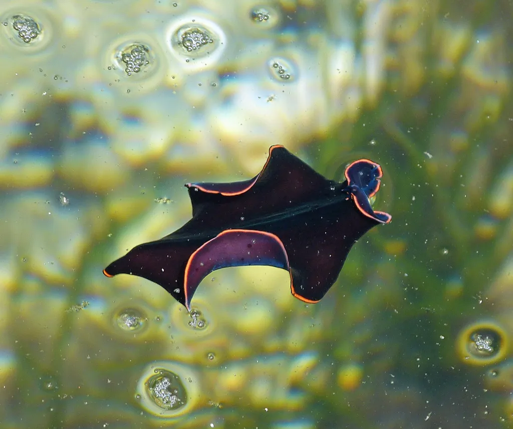 Flatworm - Top 10 Fun Facts about Flatworm