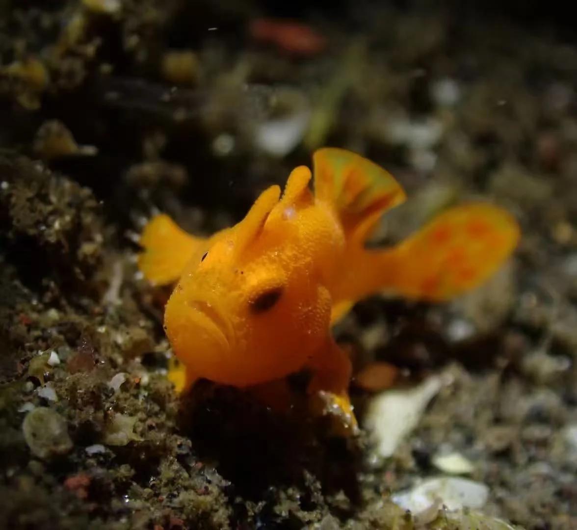 Frogfish