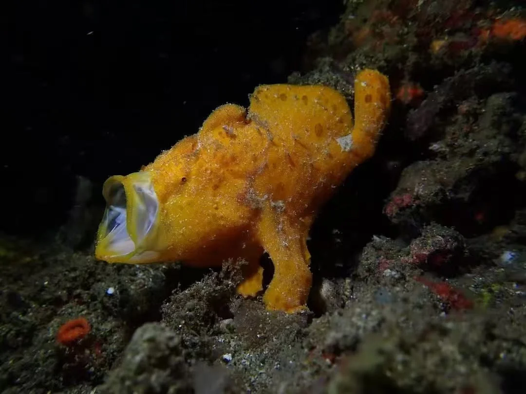 Frogfish - Identification Guide