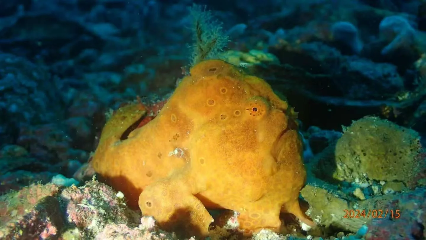 Frogfish - Top 10 Fun Facts about Frogfish
