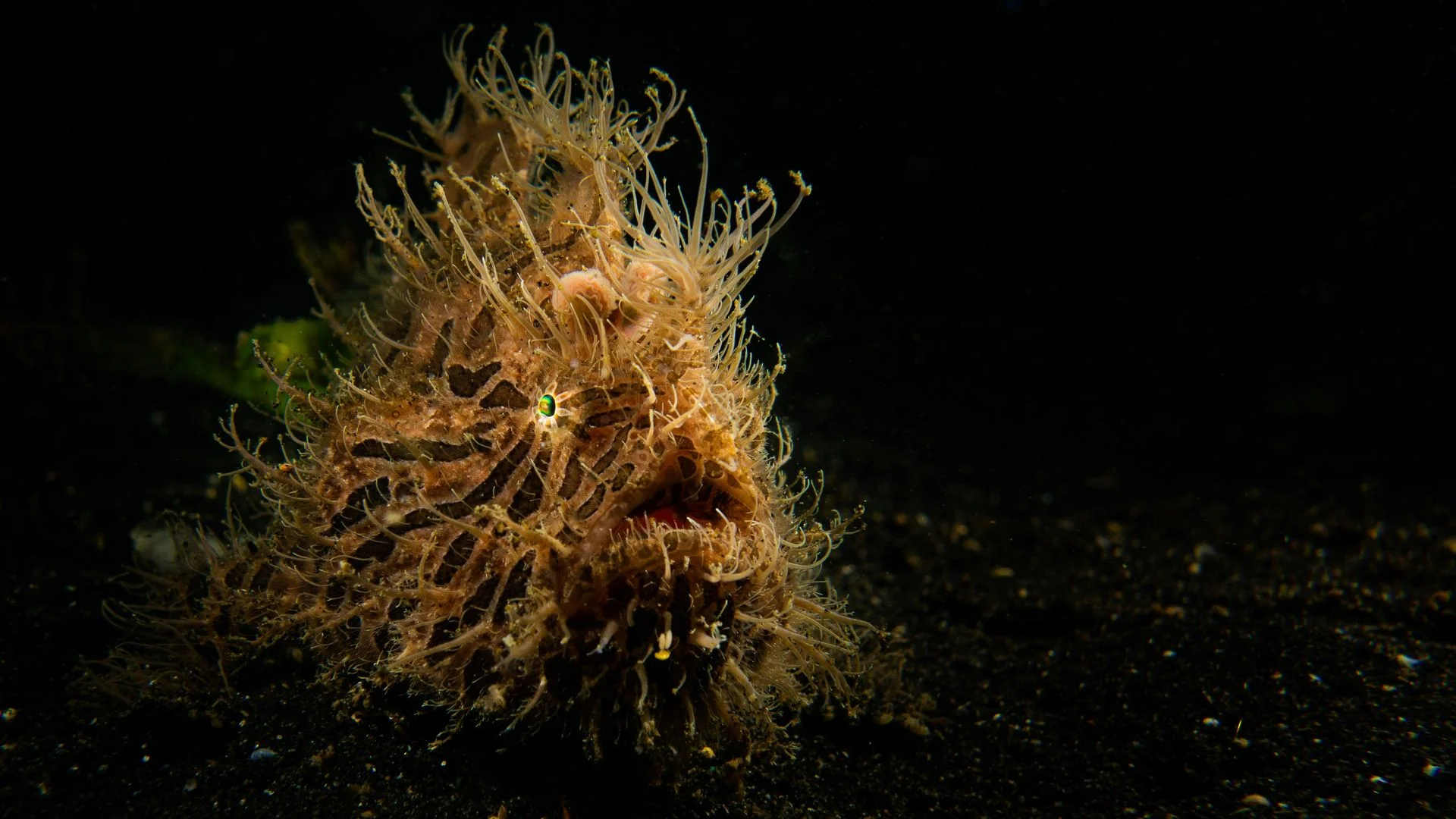 Frogfish - Diving & Observation Notes