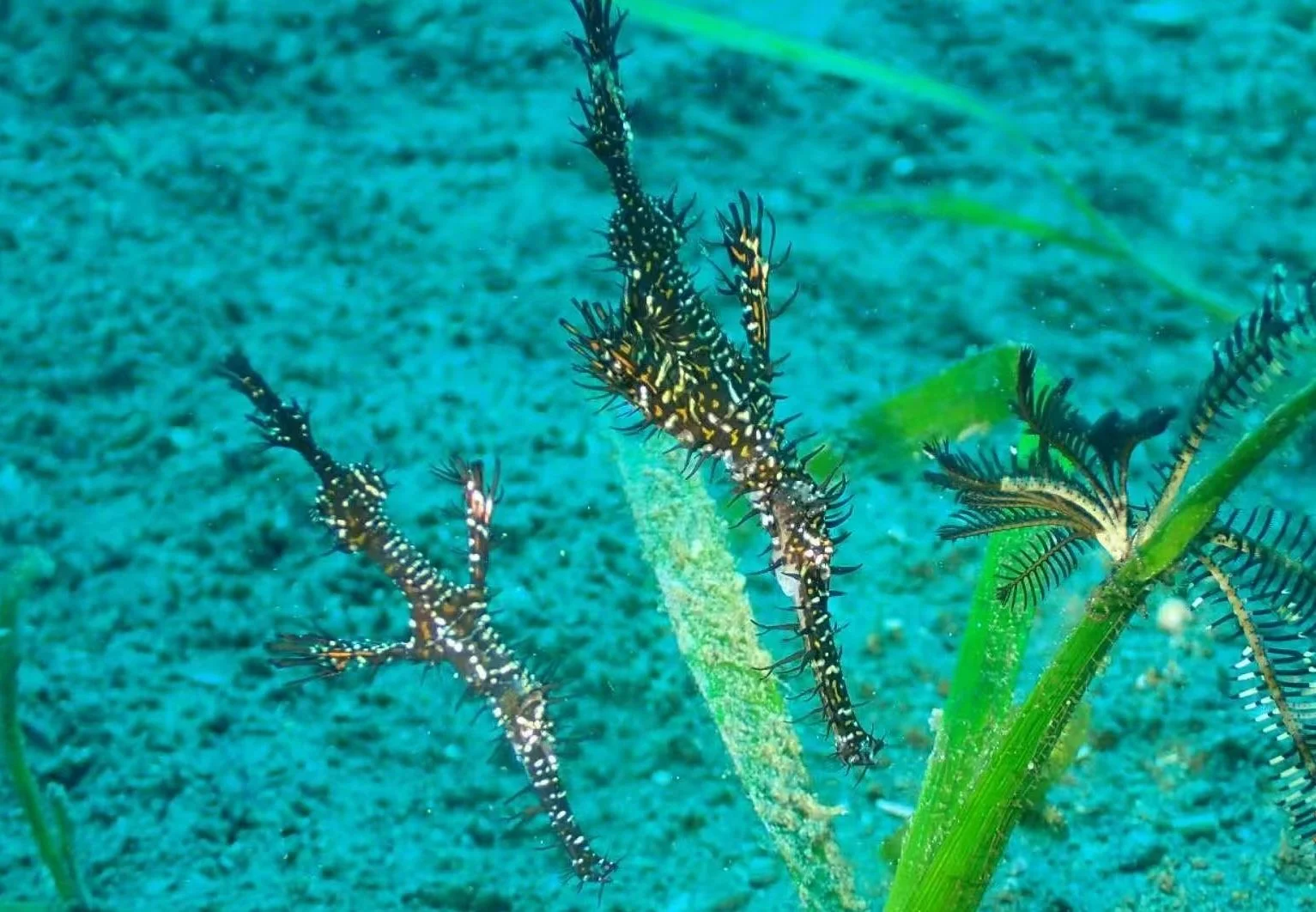 Ghost Pipefish