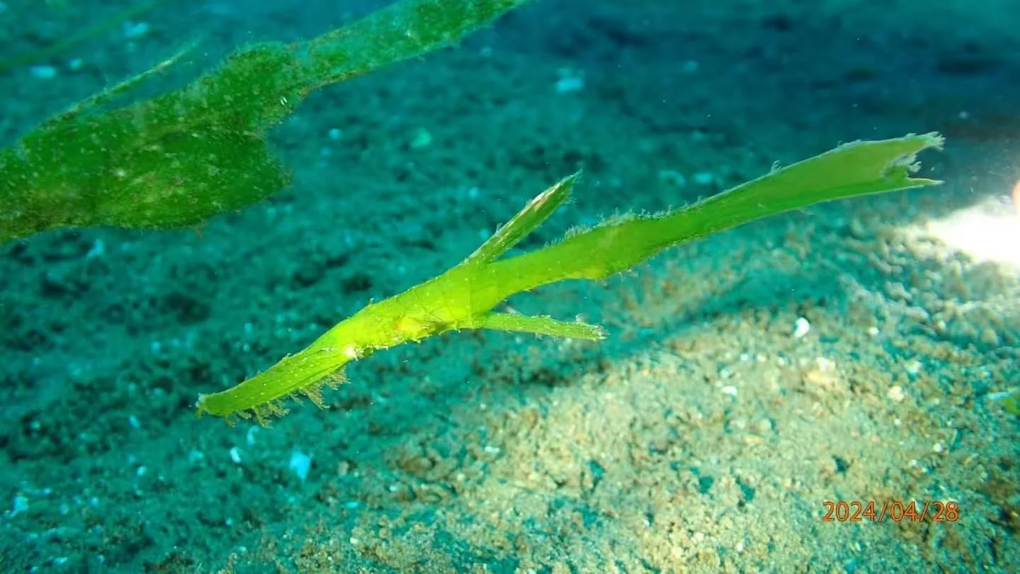 Ghost Pipefish - Identification Guide