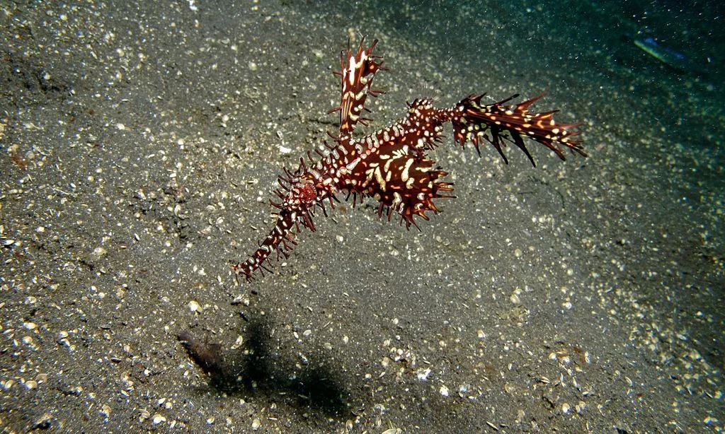 Ghost Pipefish - Top 10 Fun Facts about Ghost Pipefish