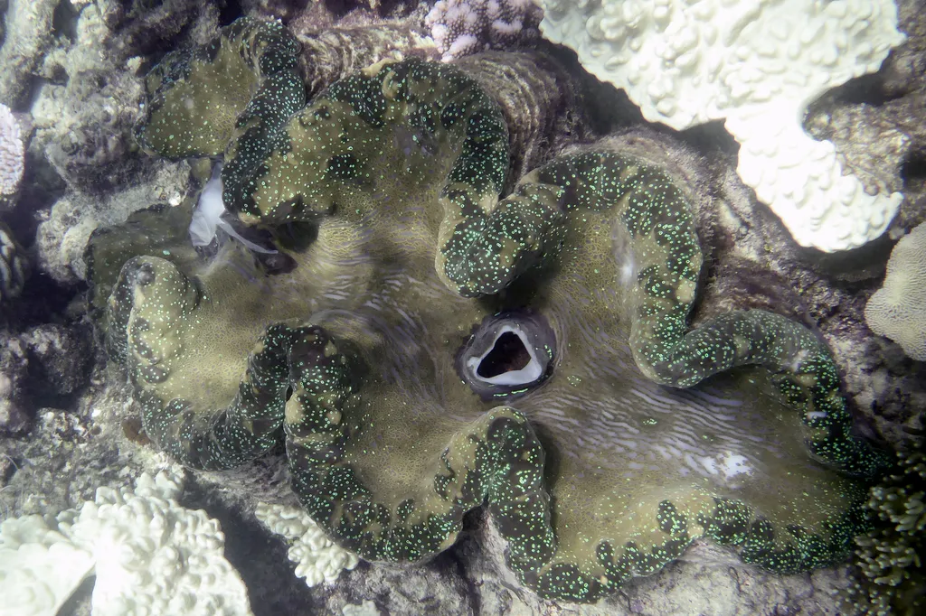 Giant Clam