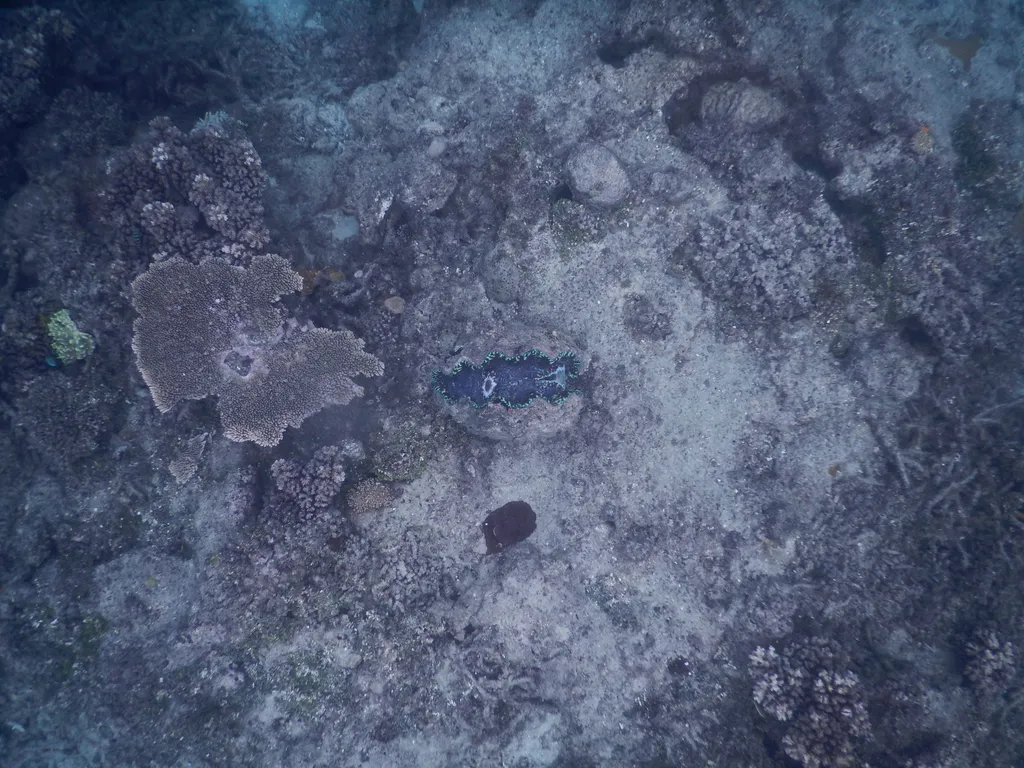 Giant Clam - Identification Guide