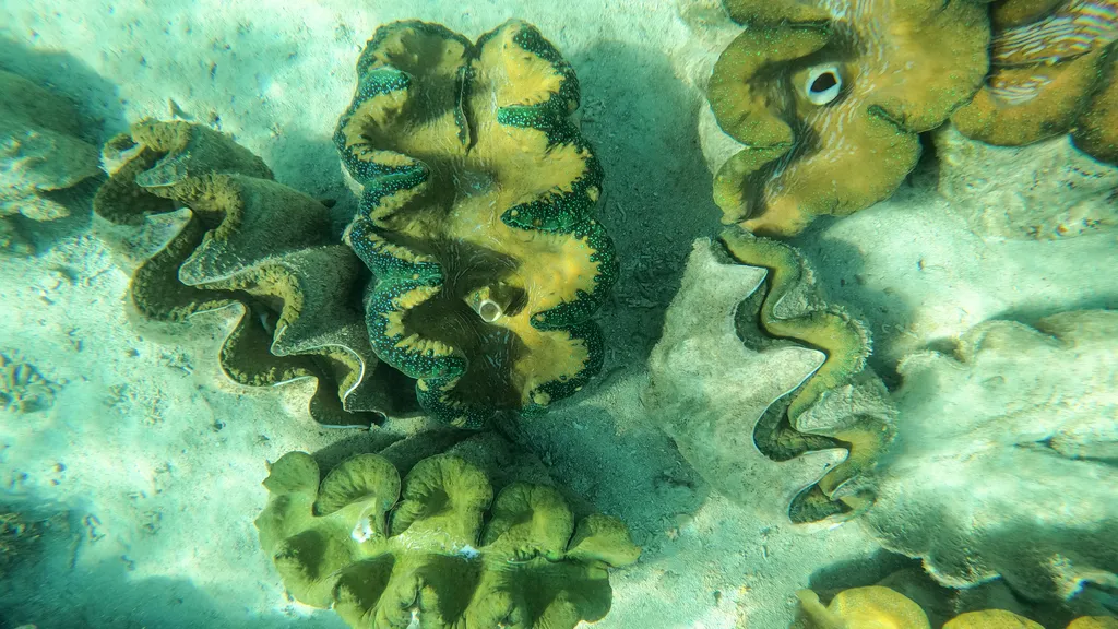 Giant Clam - Top 10 Fun Facts about Giant Clam