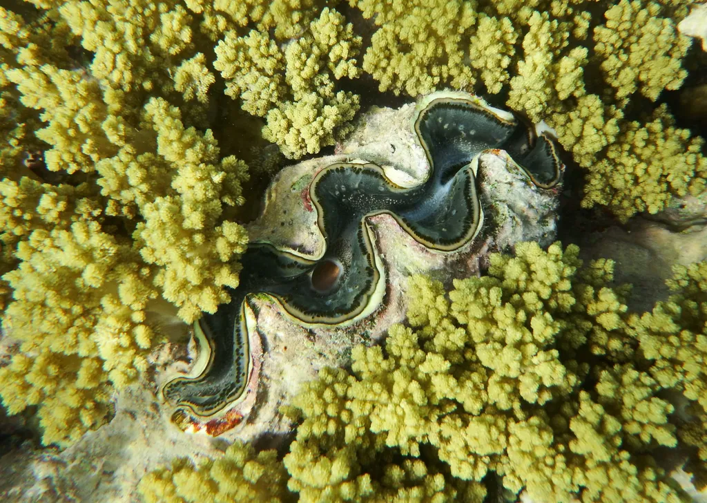 Giant Clam - Diving & Observation Notes