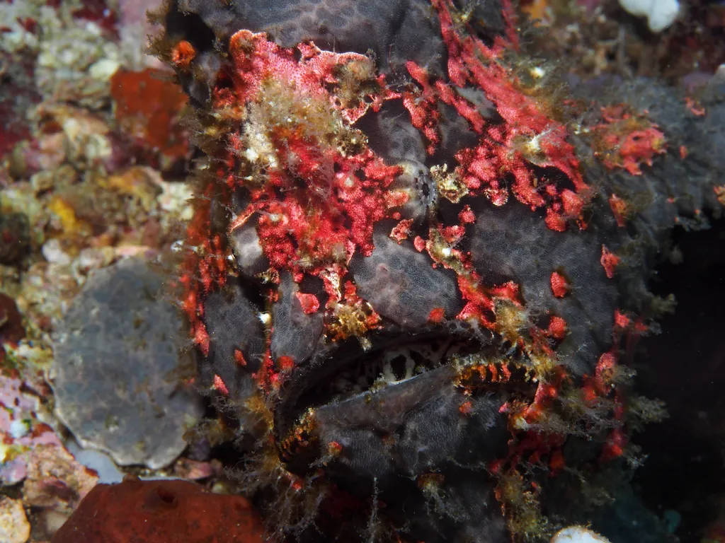 Giant Frogfish