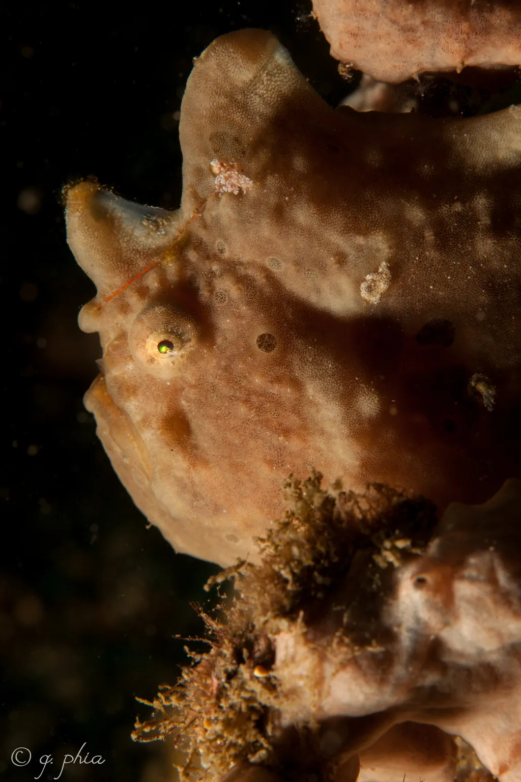 Giant Frogfish - Identification Guide