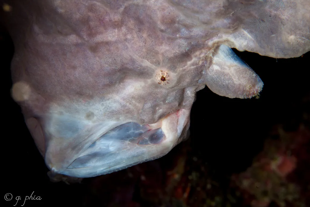 Giant Frogfish - Top 10 Fun Facts about Giant Frogfish
