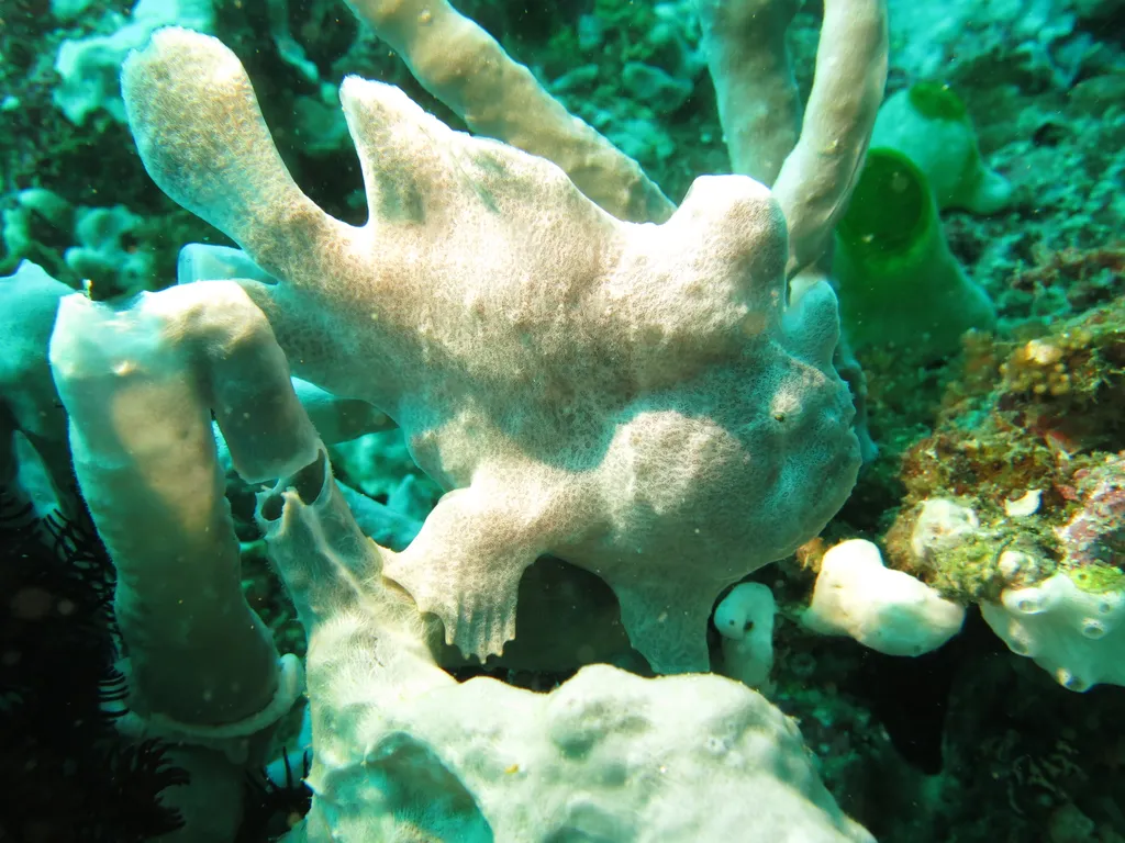 Giant Frogfish - Diving & Observation Notes