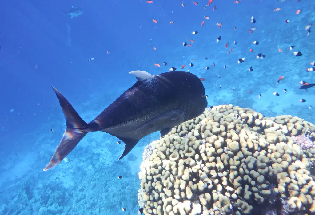 Giant Trevally