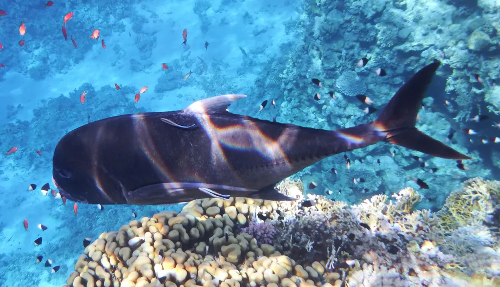 Giant Trevally - Identification Guide