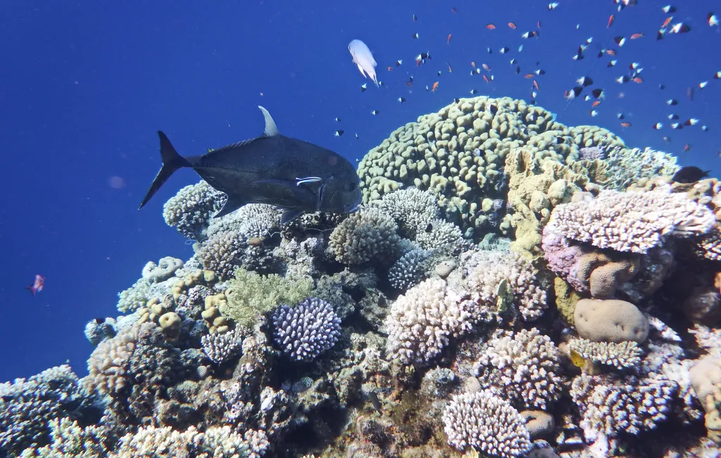 Giant Trevally - Top 10 Fun Facts about Giant Trevally