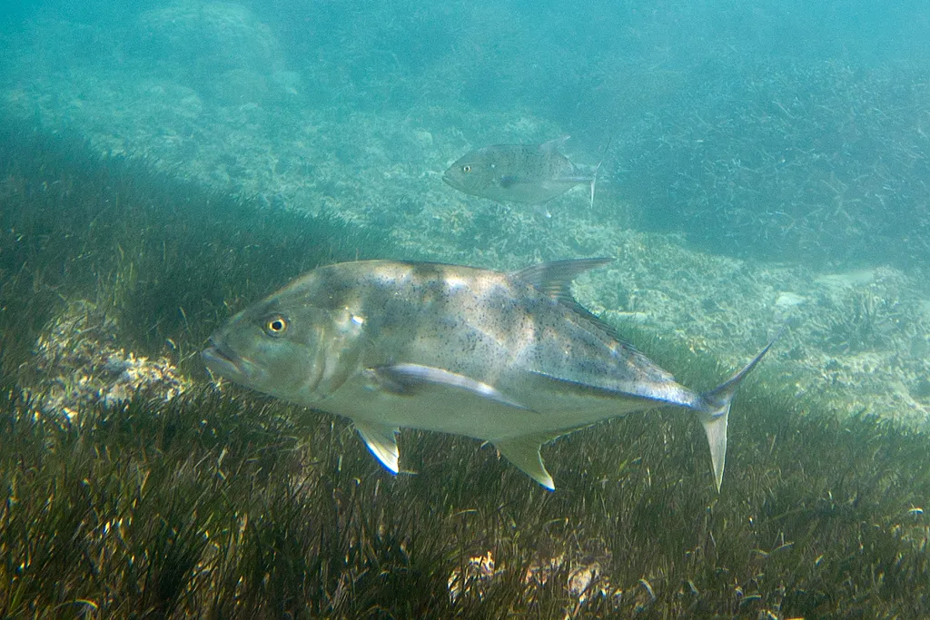 Giant Trevally - Diving & Observation Notes