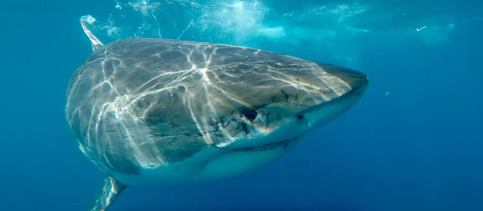 Great White Shark