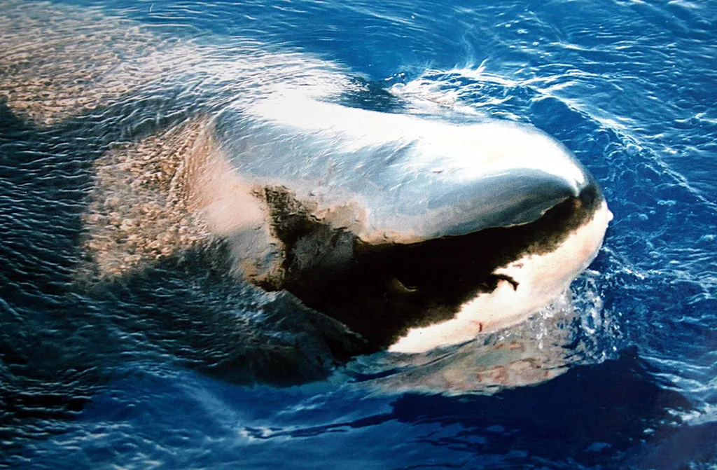 Great White Shark - Identification Guide