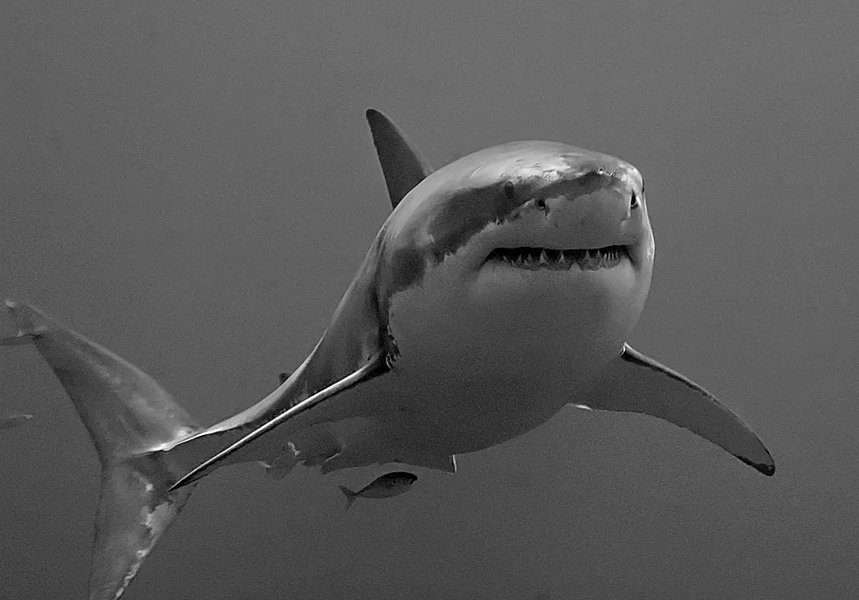 Great White Shark - Top 10 Fun Facts about Great White Shark