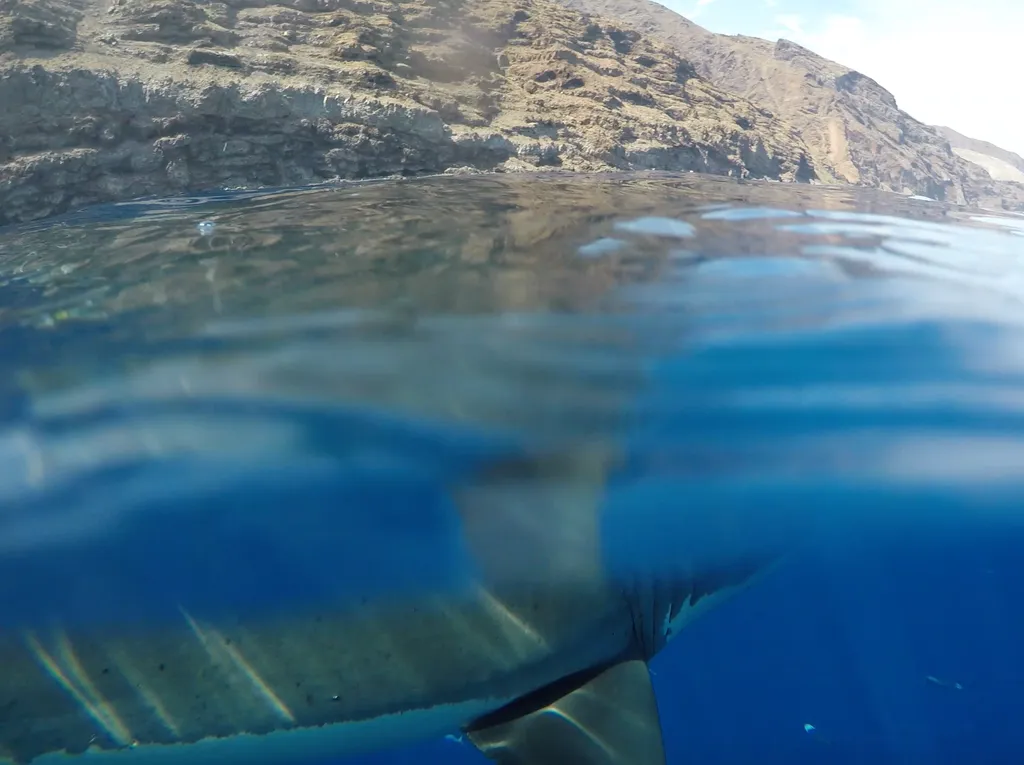 Great White Shark - Diving & Observation Notes