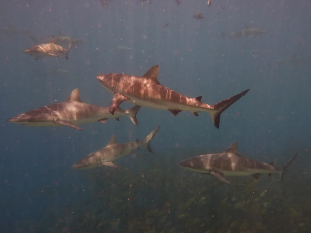 灰礁鲨 (黑尾真鲨) - 灰礁鲨 (黑尾真鲨)的十大有趣事实