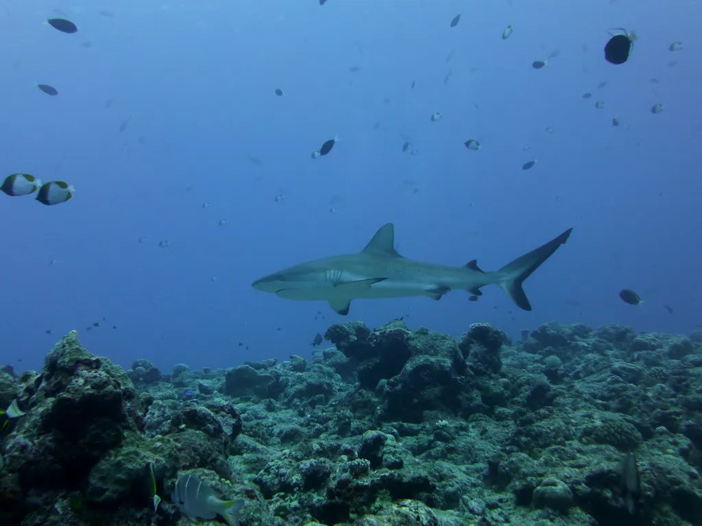 灰礁鲨 (黑尾真鲨) - 潜水观察笔记